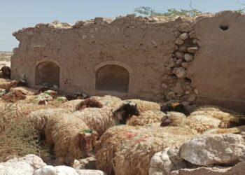 قیمت جدید دام‌زنده ۱۴ شهریورماه ۱۴۰۴ اعلام شد/ گوسفند و گوساله گران شد