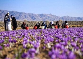 زعفران گران شد/ قیمت جدید زعفران را ببینید