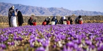 زعفران گران شد/ قیمت جدید زعفران را ببینید