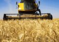 این تاریخ منتظر تعیین قیمت گندم باشید