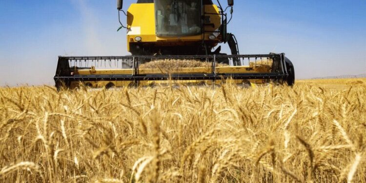 این تاریخ منتظر تعیین قیمت گندم باشید