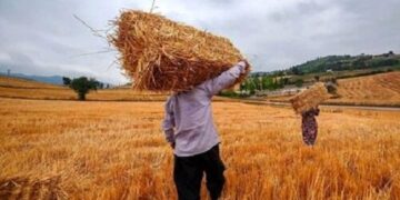 خبر جدید برای گندمکاران/ رقم پرداخت مطالبات گندمکاران اعلام شد