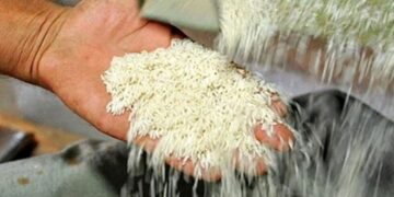 آینده قیمت برنج در ایران چه خواهد شد؟/ برنج ۳۰۰ هزار تومانی هم آرزو می‌شود؟!